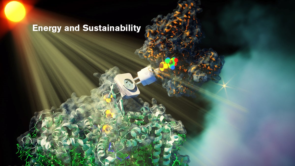 Rewiring photosynthesis to fuel our future