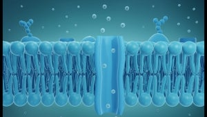 raphic shows the bilayer structure of a living cell membrane, composed of phospholipid. A phospholipid consists of a hydrophilic, or water-loving, head and hydrophobic, or water-fearing, tail. The hydrophobic tails are sandwiched between two layers of hydrophilic heads. At the center, a channel is shown, permitting the transport of biomolecules.