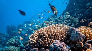 Coral Reef